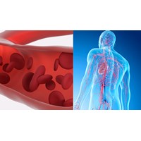 Loại mạch nào dưới đây vận chuyển máu giàu oxi? Sinh học lớp 8