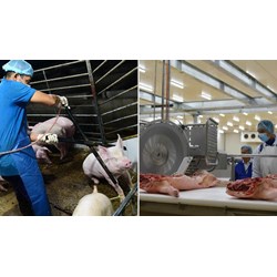Phạt tới 5 triệu đồng khi không gây ngất vật nuôi trước giết mổ