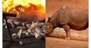 Bảo quản vật chứng thu được là động vật, thực vật từ tội phạm buôn lậu thế nào?