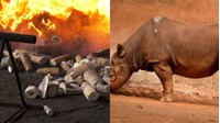 Bảo quản vật chứng thu được là động vật, thực vật từ tội phạm buôn lậu thế nào?