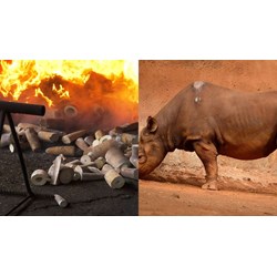 Bảo quản vật chứng thu được là động vật, thực vật từ tội phạm buôn lậu thế nào?