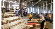 Mức xử phạt doanh nghiệp xuất khẩu gỗ quý hiếm ra nước ngoài