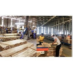 Mức xử phạt doanh nghiệp xuất khẩu gỗ quý hiếm ra nước ngoài
