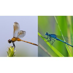 Dàn ý Tả con chuồn chuồn siêu hay - Văn mẫu lớp 4