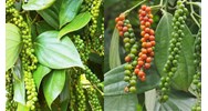Hiệp hội Hồ tiêu Việt Nam thành lập dựa trên nguyên tắc nào?