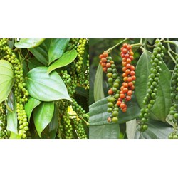 Hiệp hội Hồ tiêu Việt Nam thành lập dựa trên nguyên tắc nào?
