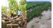 Yêu cầu kỹ thuật đối với đai rừng phòng hộ chắn gió, chắn cát bay