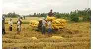 Đẩy mạnh cho vay kinh doanh lúa, gạo tại Đồng bằng sông Cửu Long?