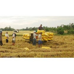 Đẩy mạnh cho vay kinh doanh lúa, gạo tại Đồng bằng sông Cửu Long?
