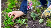Mục đích của việc làm cỏ là? - Công nghệ lớp 7