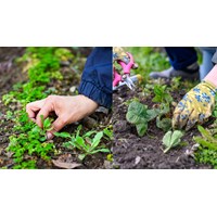 Mục đích của việc làm cỏ là? - Công nghệ lớp 7