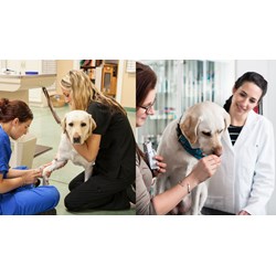 Nhân viên thú y xã được hưởng chế độ, chính sách nào?