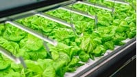 Đơn vị nào là chủ sở hữu nhãn hiệu chứng nhận Sản phẩm OCOP Việt Nam?