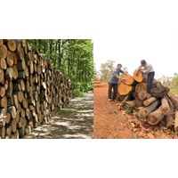 Ở Tây Nguyên, vấn đề đặt ra đối với chế biến lâm sản là?