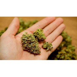 Mua bán cỏ mỹ có bị truy cứu trách nhiệm hình sự không?