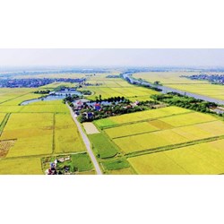 Hạn mức giao đất trồng cây hằng năm cho cá nhân từ ngày 01/01/2025?