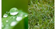Hiện tượng ứ giọt thường xảy ra ở những loại cây nào?