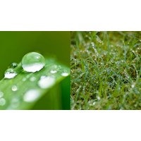 Hiện tượng ứ giọt thường xảy ra ở những loại cây nào?