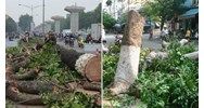 Chặt hạ cây xanh đô thị như thế nào cho đúng luật?