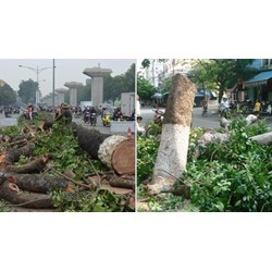 Chặt hạ cây xanh đô thị như thế nào cho đúng luật?