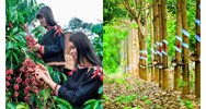 Cây công nghiệp lâu năm quan trọng nhất ở Tây Nguyên là?