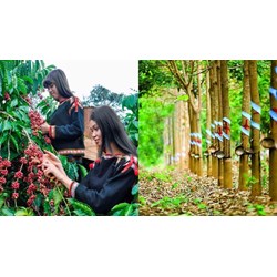 Cây công nghiệp lâu năm quan trọng nhất ở Tây Nguyên là?