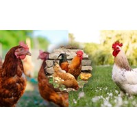 Dàn ý Thuyết minh về con gà chi tiết hay nhất