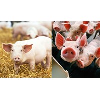 Dàn ý Thuyết minh về con lợn siêu hay, đạt điểm cao