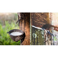 Dàn ý Thuyết minh về cây cao su chi tiết hay nhất - Văn mẫu lớp 9