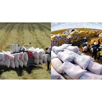 Trách nhiệm của Bộ Tài chính trong kinh doanh xuất khẩu gạo ra sao?
