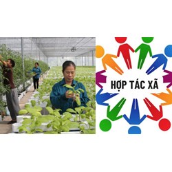 Thành viên của tổ chức tín dụng là hợp tác xã gồm những ai?