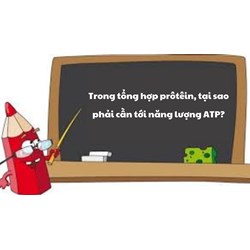 Trong tổng hợp prôtêin, tại sao phải cần tới năng lượng ATP?