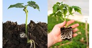 Độ ẩm đất liên quan chặt chẽ đến quá trình hấp thụ nước của rễ?