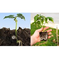 Độ ẩm đất liên quan chặt chẽ đến quá trình hấp thụ nước của rễ?