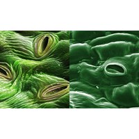 Đặc điểm cấu tạo nào của khí khổng thuận lợi cho quá trình đóng mở?