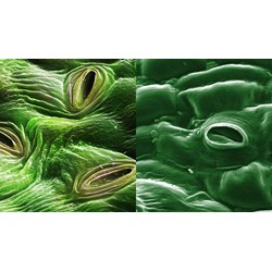 Đặc điểm cấu tạo nào của khí khổng thuận lợi cho quá trình đóng mở?