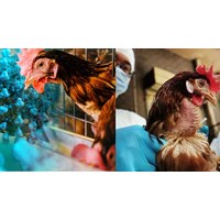 Gà mắc bệnh cúm gia cầm H5N1 có những triệu chứng lâm sàng gì?