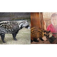 Cầy hương có thuộc trong Danh mục động vật rừng nguy cấp, quý, hiếm?