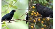 Dàn ý Phân tích bài thơ Khi con tu hú của Tố Hữu hay nhất