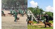 Quy định về ngày nghỉ lễ của Huấn luyện viên chó nghiệp vụ ngành Hải quan