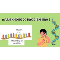 mARN không có đặc điểm nào dưới đây? - Sinh học lớp 12