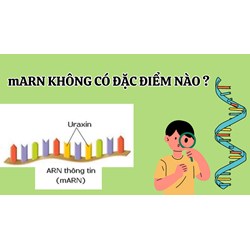 mARN không có đặc điểm nào dưới đây? - Sinh học lớp 12