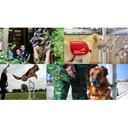 Thẩm quyền điều động chó nghiệp vụ của ngành Hải quan thuộc về ai?