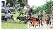 Tiêu chuẩn lao động nam làm huấn luyện viên chó nghiệp vụ ngành Hải quan