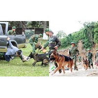 Tiêu chuẩn lao động nam làm huấn luyện viên chó nghiệp vụ ngành Hải quan
