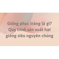 Giống phục tráng là gì? Quy trình sản xuất hạt giống siêu nguyên chủng