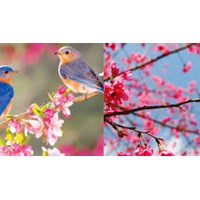 Dàn ý Cảm nhận về bài thơ Mùa xuân nho nhỏ chi tiết hay nhất