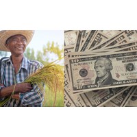 Nông dân vay 100 triệu phát triển nông nghiệp phải có tài sản bảo đảm?