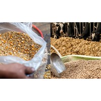 Tần suất Sở NN&PTNN báo cáo kết quả thanh tra chất lượng thức ăn chăn nuôi