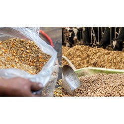 Tần suất Sở NN&PTNN báo cáo kết quả thanh tra chất lượng thức ăn chăn nuôi